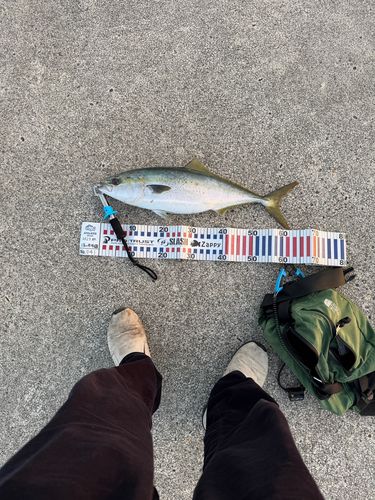 ワラサの釣果