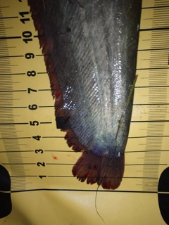ナマズの釣果