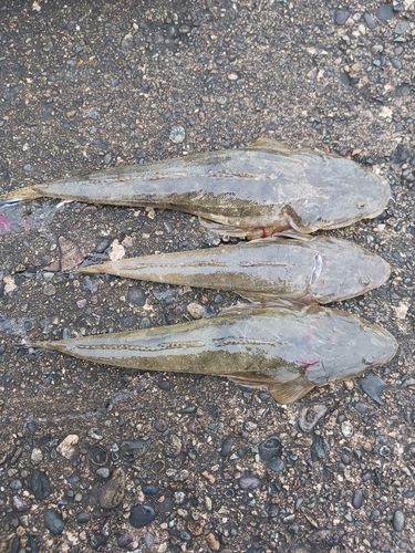 マゴチの釣果