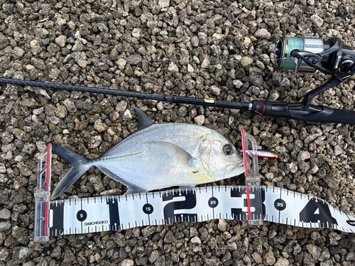 メッキの釣果