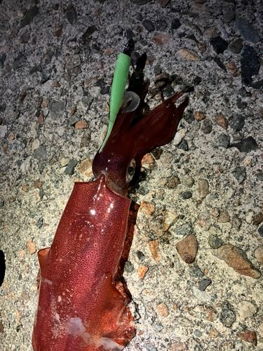 ケンサキイカの釣果