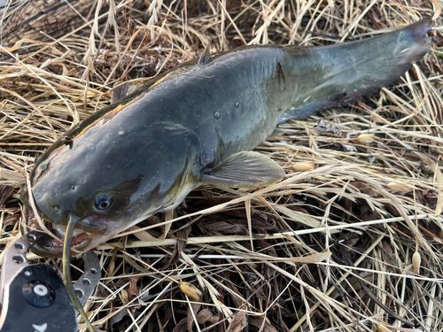 ナマズの釣果