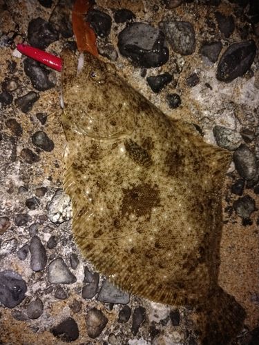 ソゲの釣果