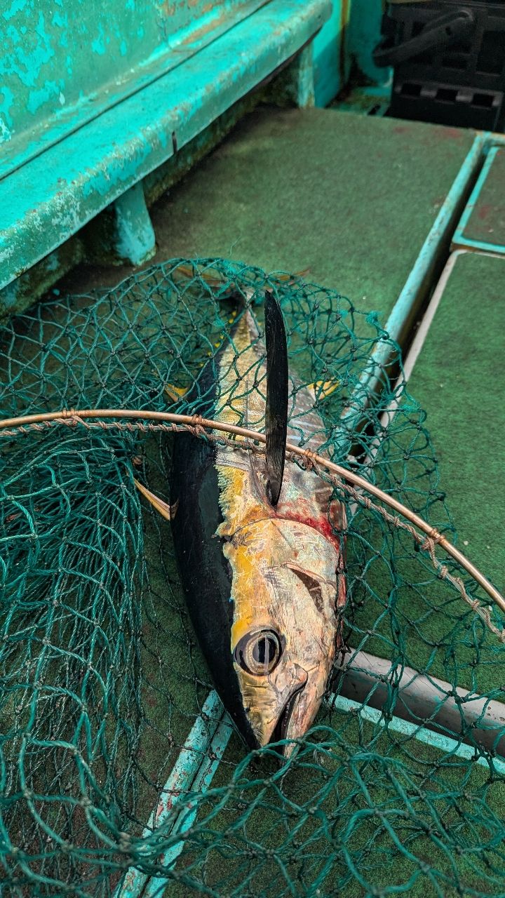 SHIMANO オシア 8 PE 8.0号/SW ネイビー/300mの最安値・インプレ・釣果