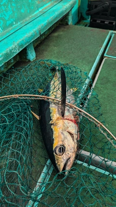 キメジの釣果