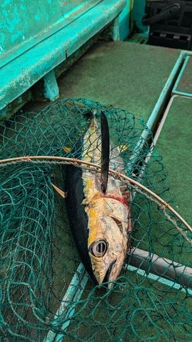 キメジの釣果