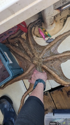 マダコの釣果