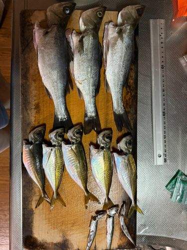シロギスの釣果