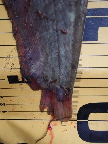 ナマズの釣果