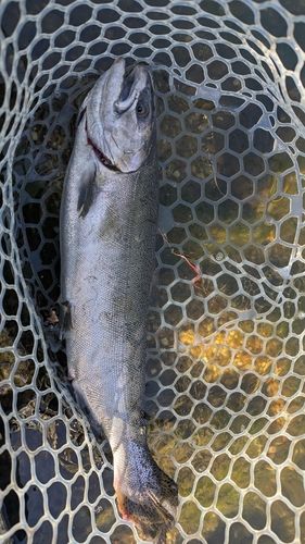 サクラマスの釣果