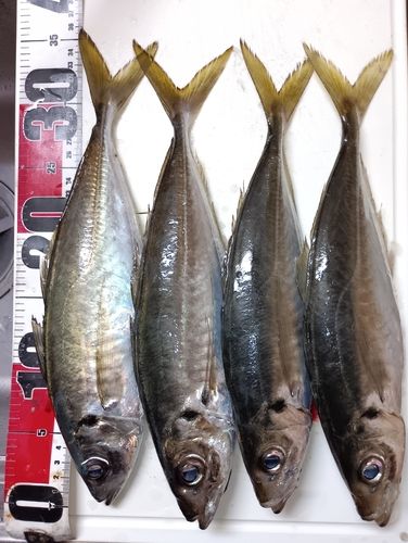 マアジの釣果