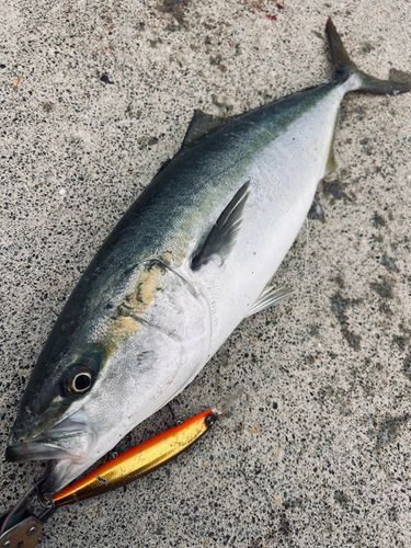 イナダの釣果