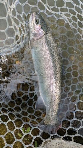 ニジマスの釣果