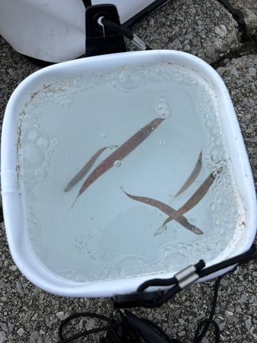 タイワンカマスの釣果