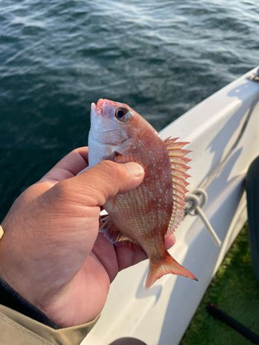 マダイの釣果