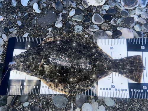 ヒラメの釣果