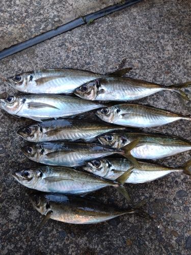 アジの釣果