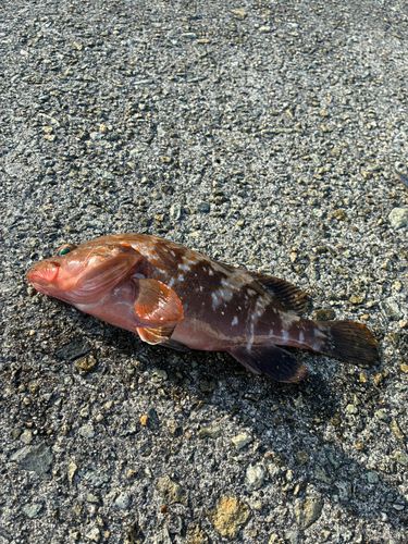 アコウの釣果