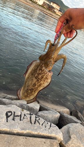 コウイカの釣果