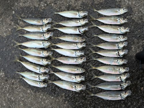 アジの釣果