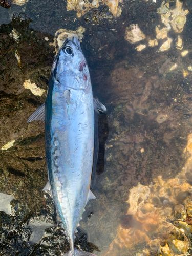 カツオの釣果