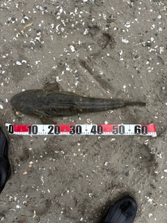 マゴチの釣果