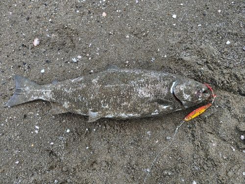 サクラマスの釣果