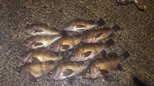 シロメバルの釣果