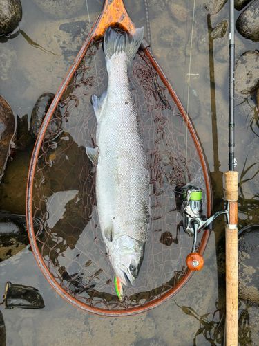 サクラマスの釣果