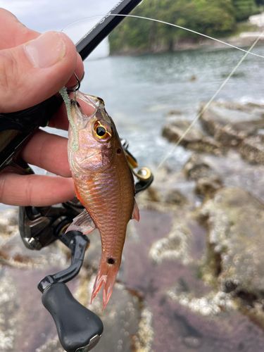ネンブツダイの釣果