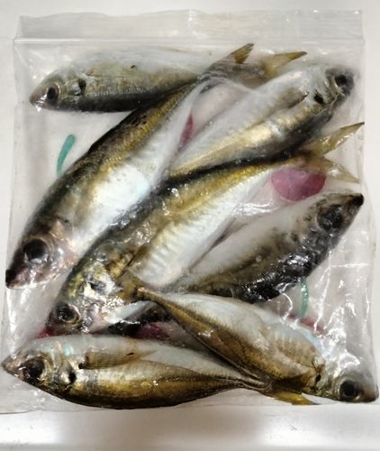 アジの釣果