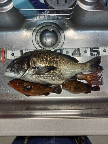 クロダイの釣果