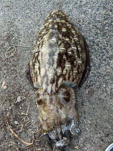 モンゴウイカの釣果