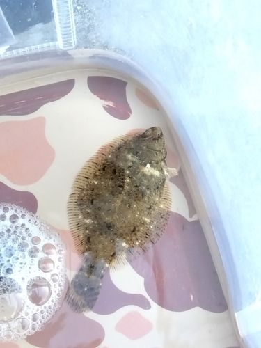 カレイの釣果