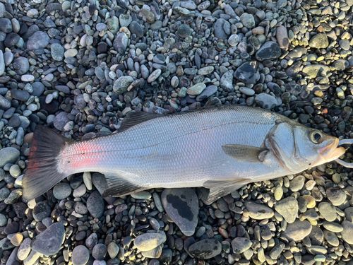 セイゴ（ヒラスズキ）の釣果