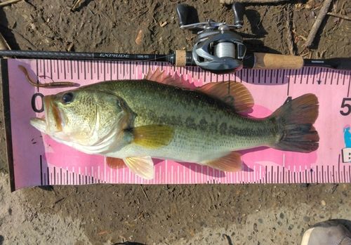 ブラックバスの釣果
