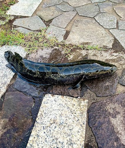 ライギョの釣果