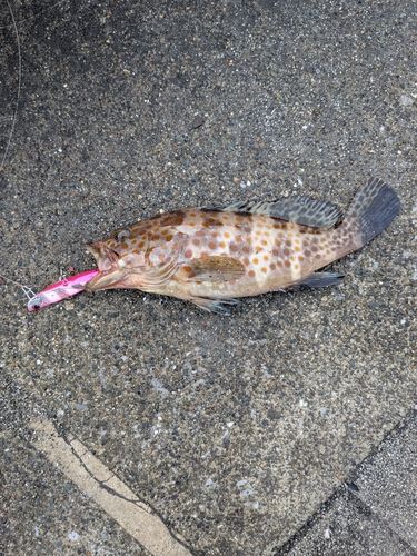 キテンハタの釣果