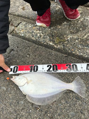 マガレイの釣果