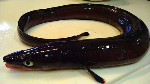 クロアナゴの釣果