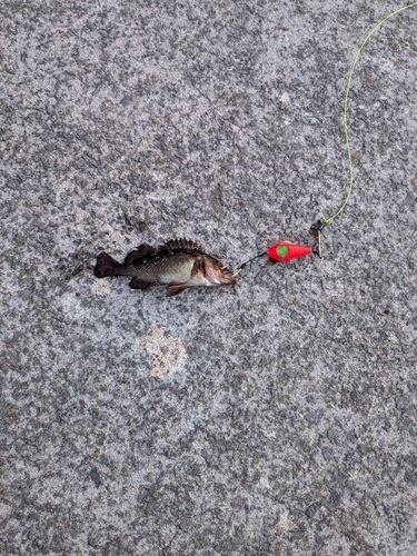 ガヤの釣果