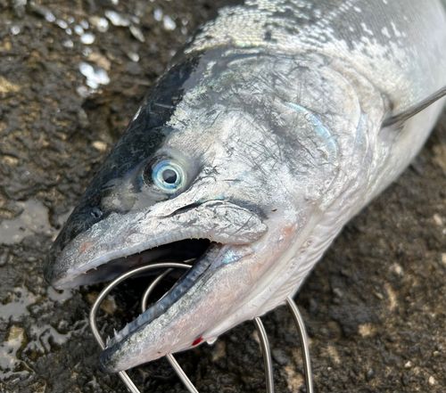 サクラマスの釣果