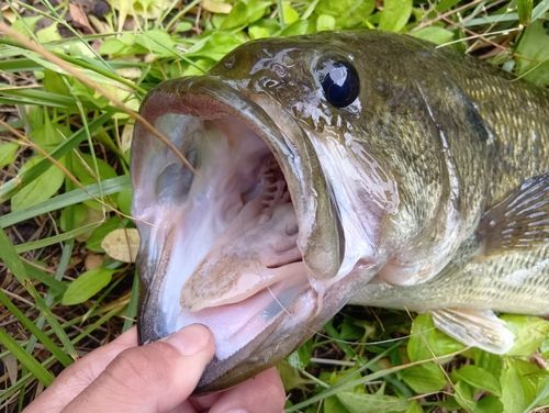 ラージマウスバスの釣果