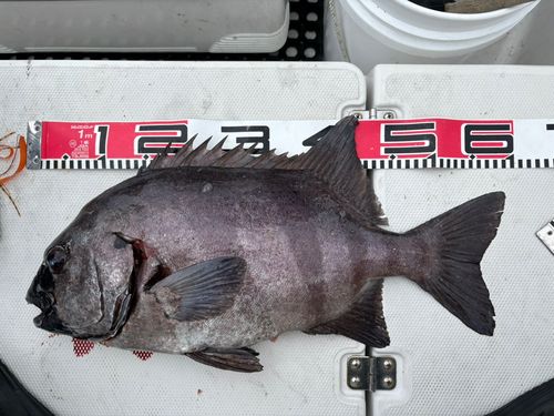 イシダイの釣果