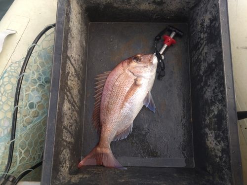 マダイの釣果