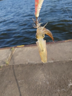 ヒイカの釣果