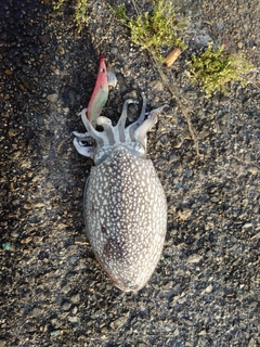 シリヤケイカの釣果
