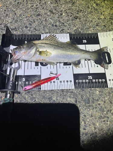 セイゴ（マルスズキ）の釣果