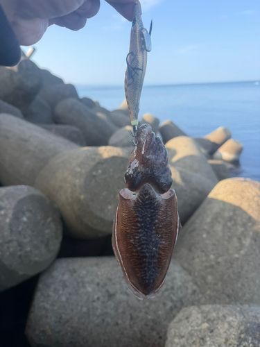 コウイカの釣果