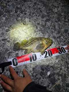 シマソイの釣果
